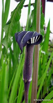 Image result for Arisaema concinnum