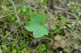 Image result for cymbalaria_muralis