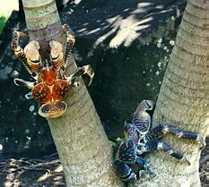 Image result for Coconut Crab Species