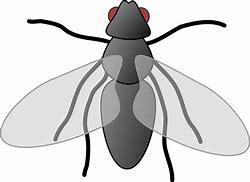 Image result for Cartoon Insect Wings