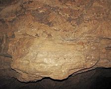 Image result for cave cricket habitat
