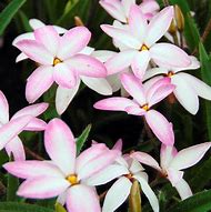 Image result for Rhodoxis Fairy Kisses