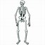 Image result for Skeleton Arms Printable