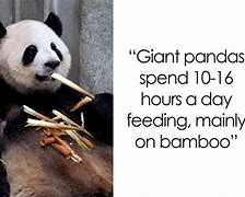 Image result for Panda Fun Facts for Kids