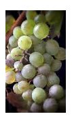 Image result for Port Wine Grapes