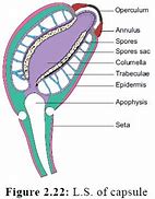 Image result for Capsule of Funaria