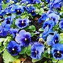 Image result for Blooming Vines Perennial