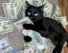 Image result for Cat with Money Tik Tok