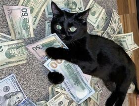 Image result for G Money Cat PFP