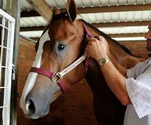 Image result for Race Horse Trainers
