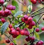 Image result for Show All Varieties of Crab Apple Trees