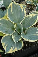 Image result for Hosta Sugar Daddy