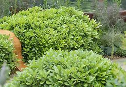 Image result for Pittosporum tobira Nanum