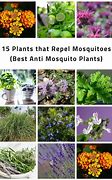 Image result for Mosquito Repellent Plants
