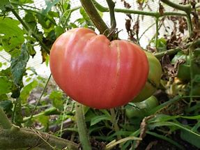 Image result for love apples tomatoes