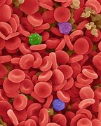Image result for Blood Cells