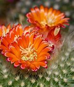 Image result for Blooming Cactus