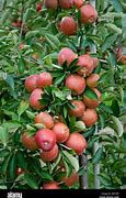 Image result for Malus Braeburn Apple Tree