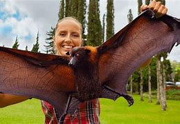 Image result for Human Size Bats