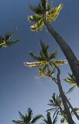 Image result for Cool Palm Trees