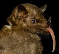 Image result for Tube Lipped Nectar Bat