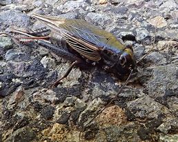 Image result for Fall Field Cricket