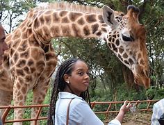 Image result for giraffe feeding