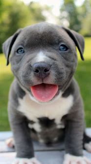 Image result for Blue Nose Pitbull Puppy