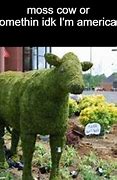 Image result for Moss Cow Meme