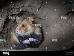 Image result for Wild Hamster Burrow