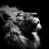 Image result for Lion Head Photography Black and White
