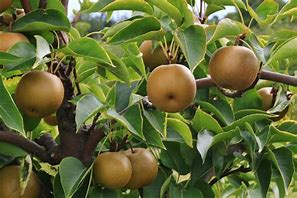 Image result for Chinese Pear