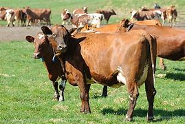 Image result for Heard of Cattle