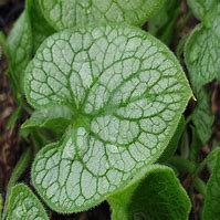 Image result for Brunnera macrophylla Mr. Morse