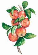 Image result for Apple Illustration