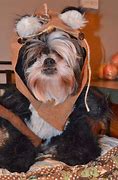 Image result for Ewok Costume for Small Dog