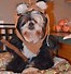 Image result for Dog Dressed as Ewok