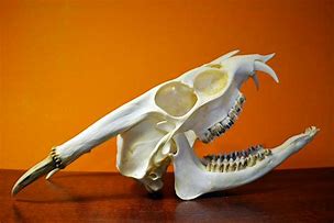 Image result for Deer Skull with Jaw