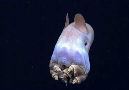 Image result for Weird Sea Creatures