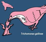 Image result for Avian Trichomoniasis