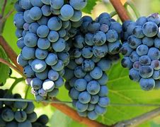 Image result for Grape Vine with Fruit