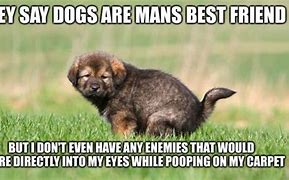 Image result for Dog Poop Everywhere Meme
