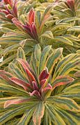 Image result for Euphorbia Ascot Rainbow