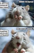 Image result for Funniest Rats