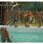 Image result for Tiger Zoo Park Attaka