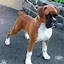 Image result for Boxer Breed