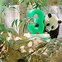 Image result for Panda in Wild