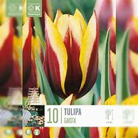 Image result for Tulipa Gavota