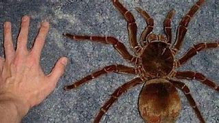 Image result for Biggest Goliath Bird Eating Spider