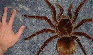 Image result for Biggest Tarantula On Earth
